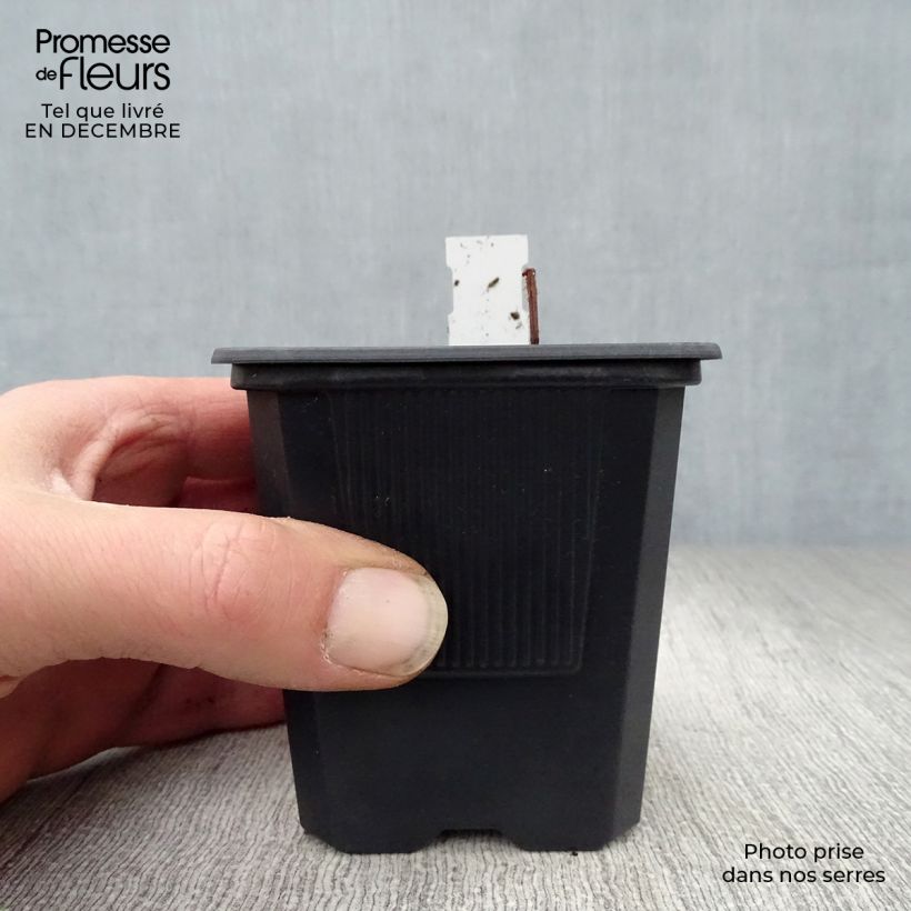 Rodgersia pinnata 8/9 cm pot sample as delivered in winter