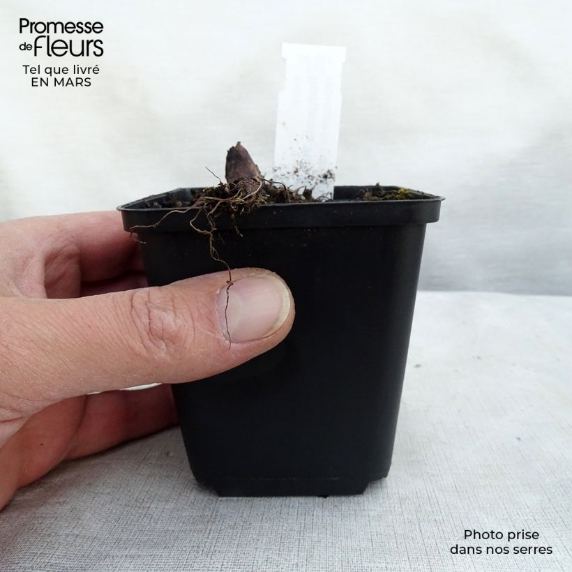 Rodgersia pinnata Hercules 8/9 cm pot sample as delivered in winter