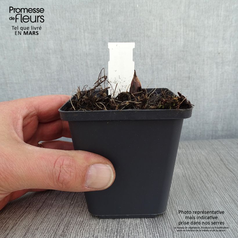 Rodgersia podophylla 8/9 cm pot sample as delivered in winter