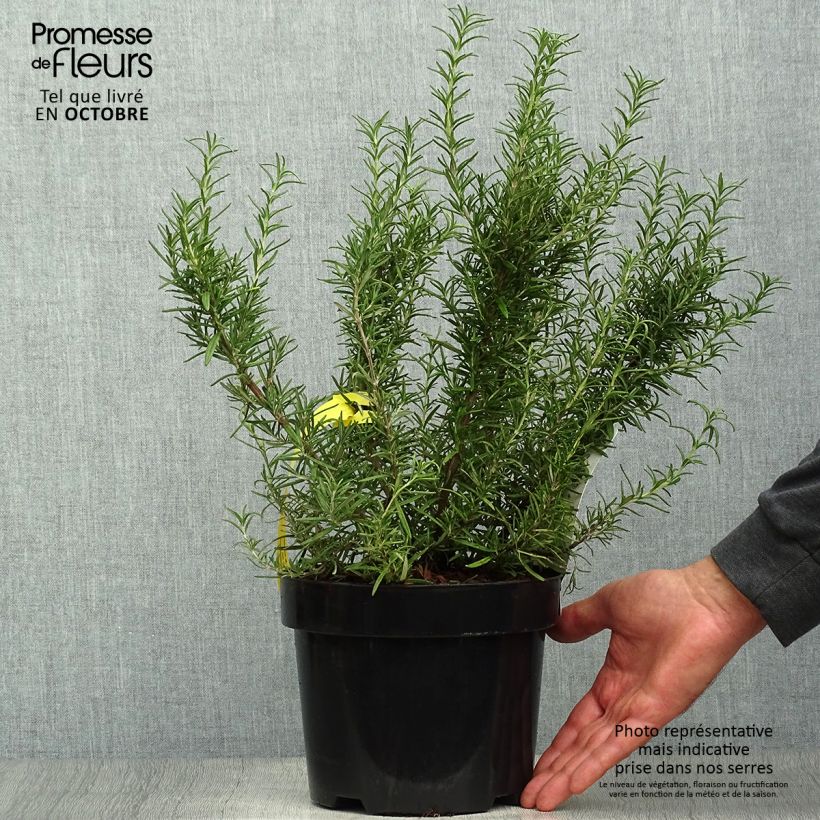 Rosmarinus officinalis Tuscan Blue 3L/4L pot sample as delivered in autumn