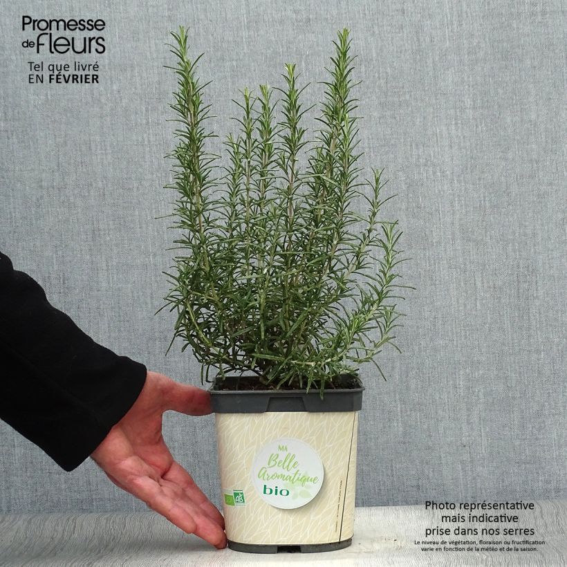 Organic Rosmarinus officinalis - Rosemary 1L/1.5L pot sample as delivered in winter
