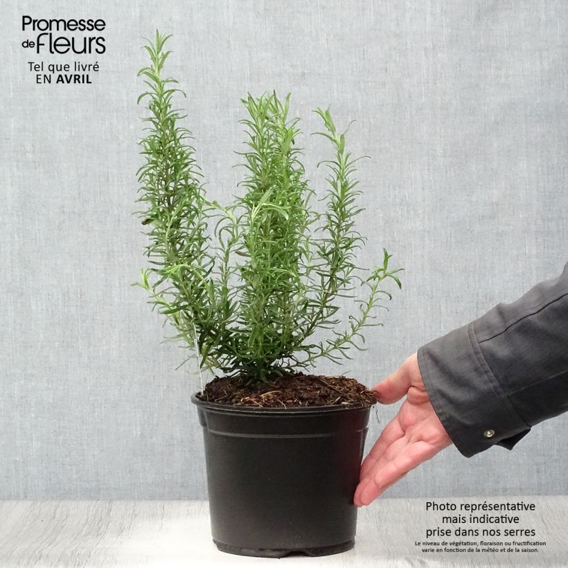 Rosmarinus officinalis - Rosemary 1L/1.5L pot sample as delivered in spring