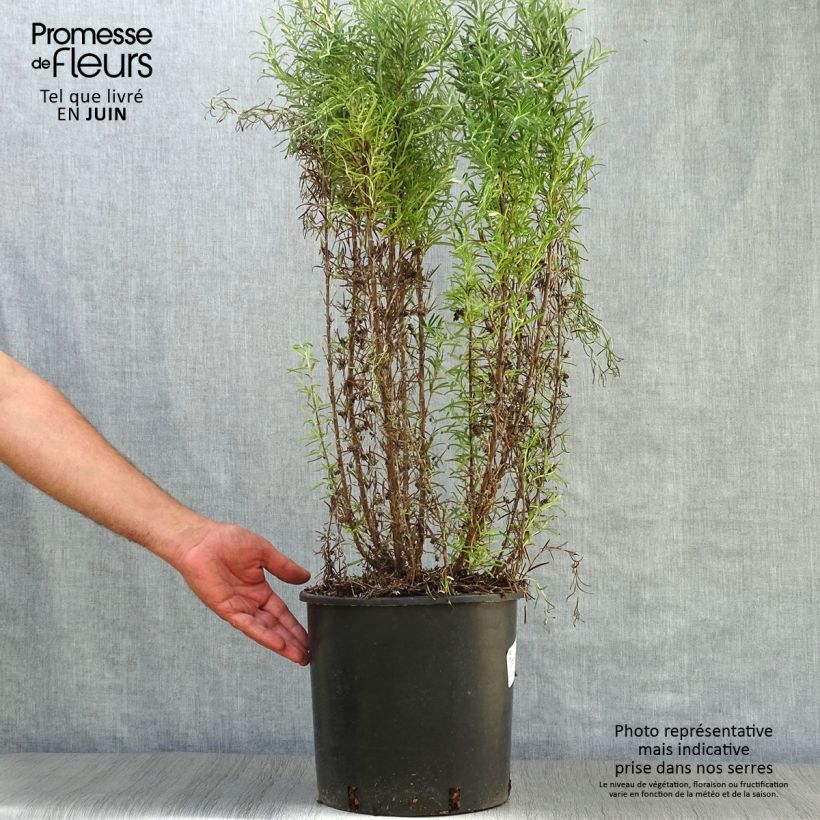 Rosmarinus officinalis - Rosemary 3L/4L pot sample as delivered in summer
