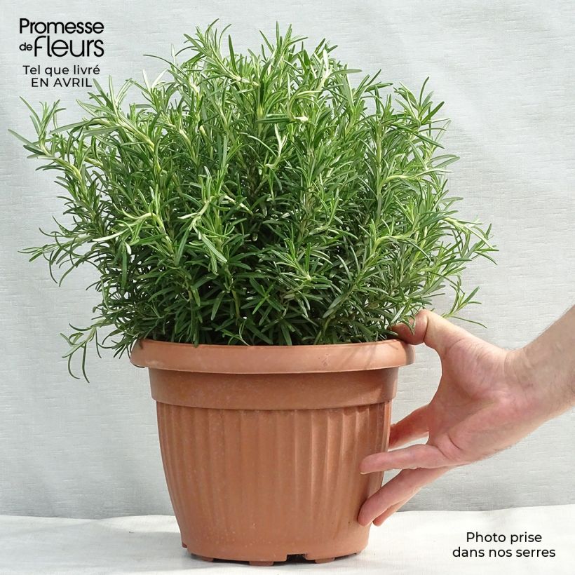 Rosmarinus officinalis - Rosemary 4L/5L pot sample as delivered in spring