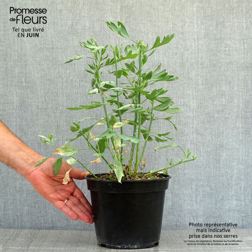 Romneya coulteri 8/9 cm pot sample as delivered in summer