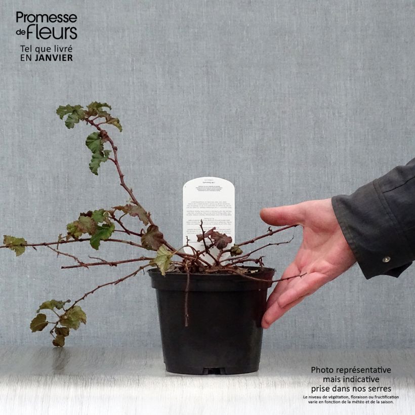 Rubus tricolor Betty Ashburner 1.5L/2L pot sample as delivered in winter