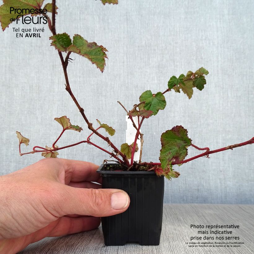 Rubus tricolor Betty Ashburner 8/9 cm pot sample as delivered in spring