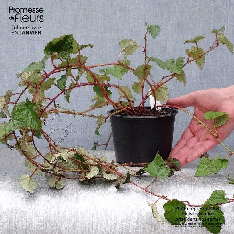 Rubus tricolor 1L/1.5L pot sample as delivered in winter