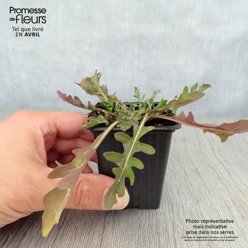 Organic Wild Rocket - Diplotaxis erucoides 8/9 cm pot sample as delivered in spring