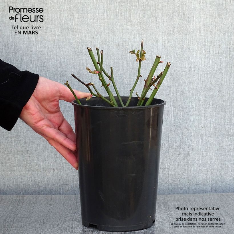 Rosa x polyantha Golden Border - Polyantha Rose 3L/4L pot sample as delivered in winter