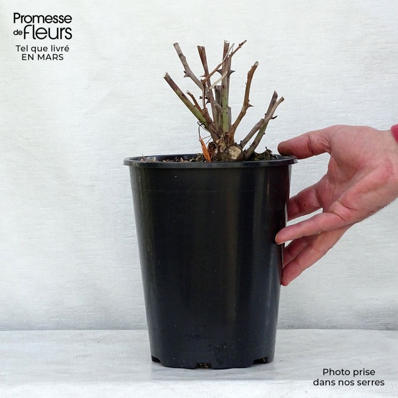 Rosa x polyantha Louis Blériot 4L/5L pot sample as delivered in winter