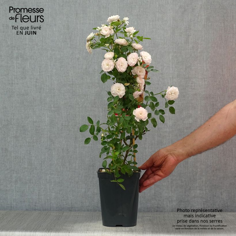 Rosa Starlet Rose 'Alina' - Climbing Rose 4L/5L pot sample as delivered in summer