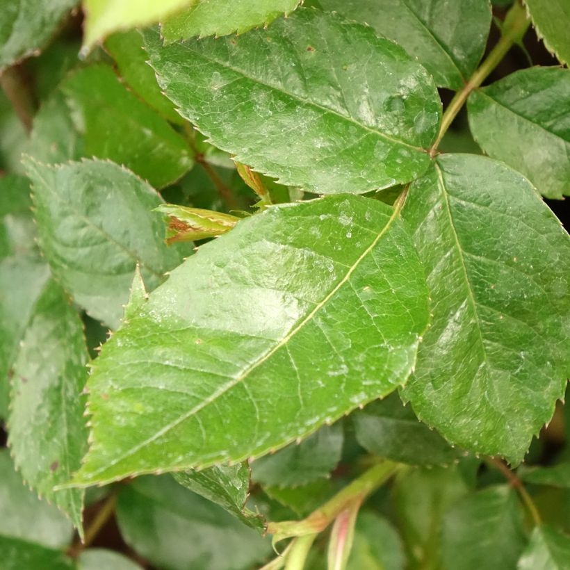 Rosa floribunda Havanna (Foliage)