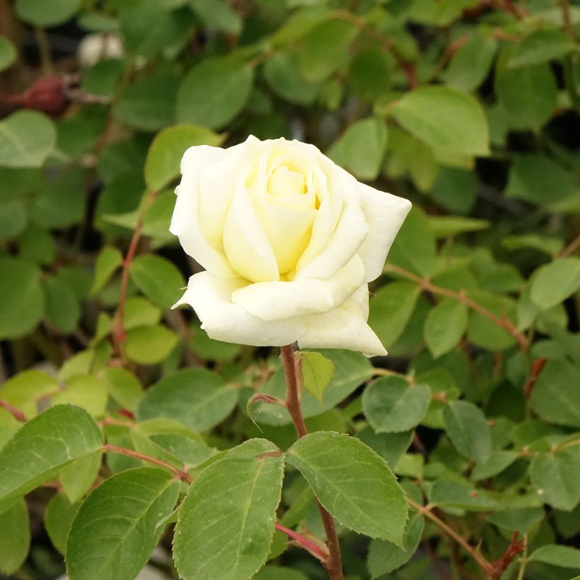 Rosa floribunda Love letter (Flowering)