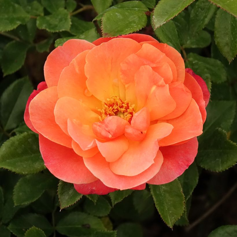 Rosa Sugar Candy Rose - Floribunda Rose (Flowering)