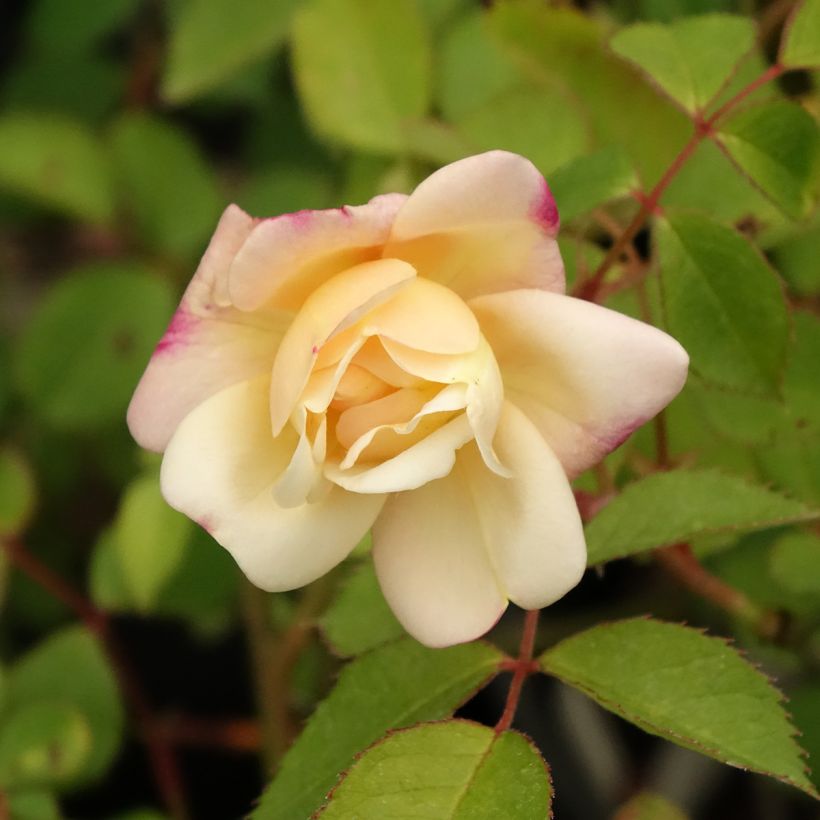 Rosa moschata Apricot Bells - Musk Rose (Flowering)