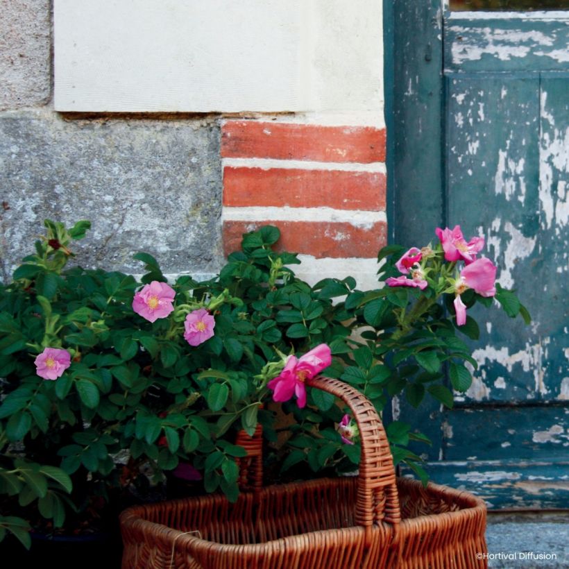 Rosa rugosa Angelia Pink - Rugosa Rose (Plant habit)