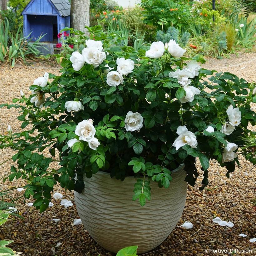 Rosa rugosa Angelia® White - Rugosa rose (Plant habit)