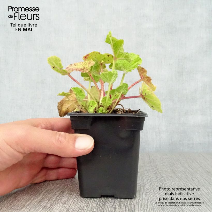 Alcea rosea Chatters Red - Hollyhock 7/8 cm pot sample as delivered in spring