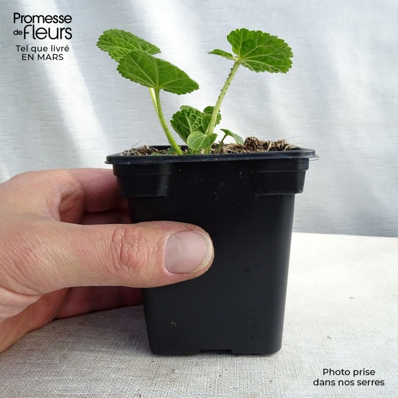 Alcea rosea Chaters Double White - Hollyhock 7/8 cm pot sample as delivered in winter