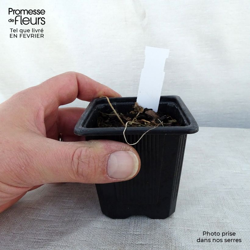 Alcea rosea Chaters Double purple - Hollyhock 8/9 cm pot sample as delivered in winter