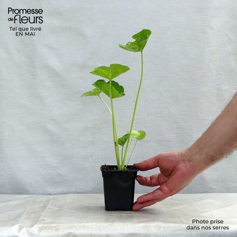 Alcea rosea Chaters Double salmon - Hollyhock 7/8 cm pot sample as delivered in spring