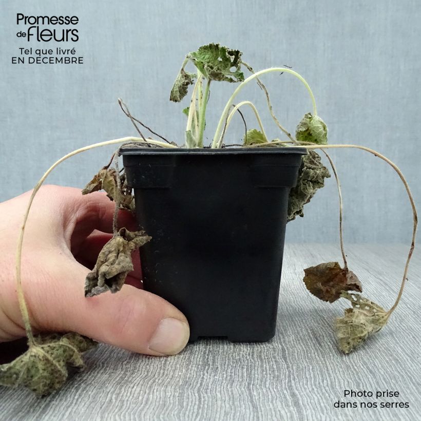 Alcea rosea Chaters Double salmon - Hollyhock 7/8 cm pot sample as delivered in winter