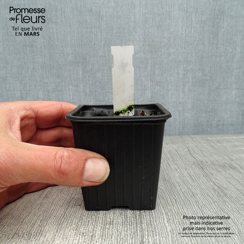 Alcea rosea Chaters Double Violet - Hollyhock 8/9 cm pot sample as delivered in spring