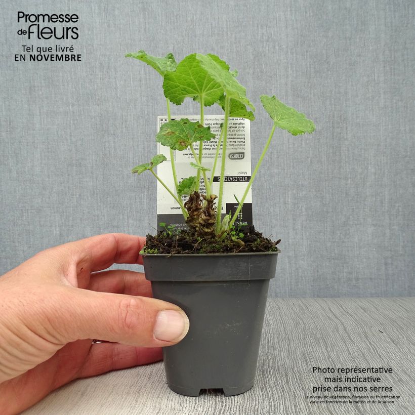 Alcea rosea Chaters Double salmon - Hollyhock 7/8 cm pot sample as delivered in autumn