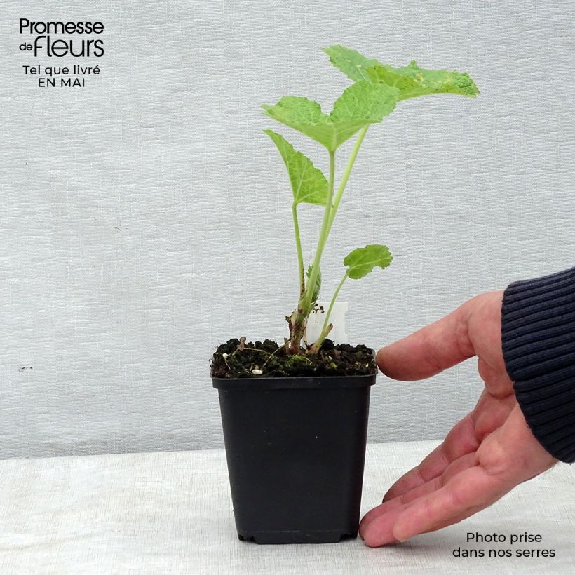 Alcea rosea Mars Magic - Hollyhock 8/9 cm pot sample as delivered in spring