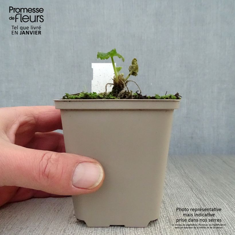 Alcea rosea Sunshine - Hollyhock 8/9 cm pot sample as delivered in winter