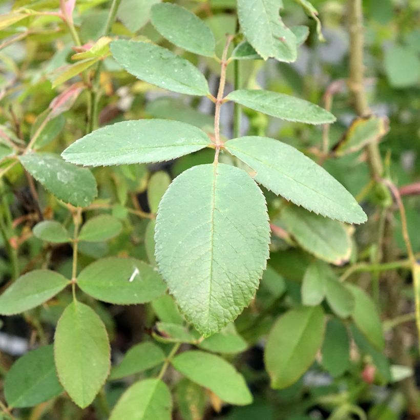 Rosa The Mayflower (Foliage)