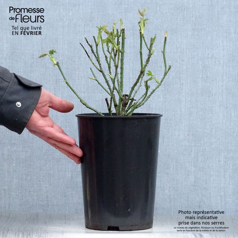 Rosa Baronne Prévost - Hybrid Perpetual rose 4L/5L pot sample as delivered in winter