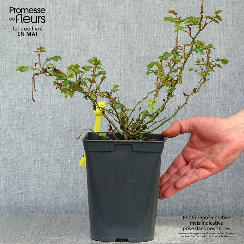 Rosa Bees Paradise Gelb - Patio Rose 3L/4L pot sample as delivered in spring