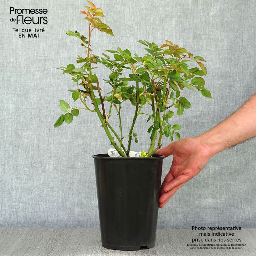 Rosa  A Shropshire Lad - English Rose 4L/5L pot sample as delivered in spring