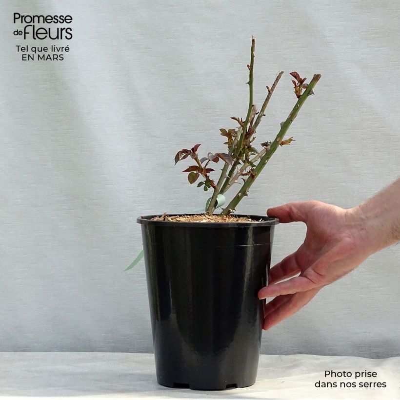 Rosa Abraham Darby 4L/5L pot sample as delivered in spring