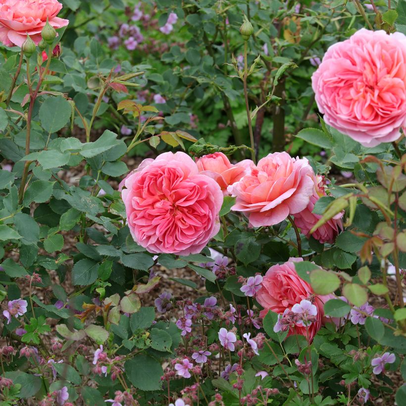 Rosa Boscobel - English Shrub Rose (Plant habit)