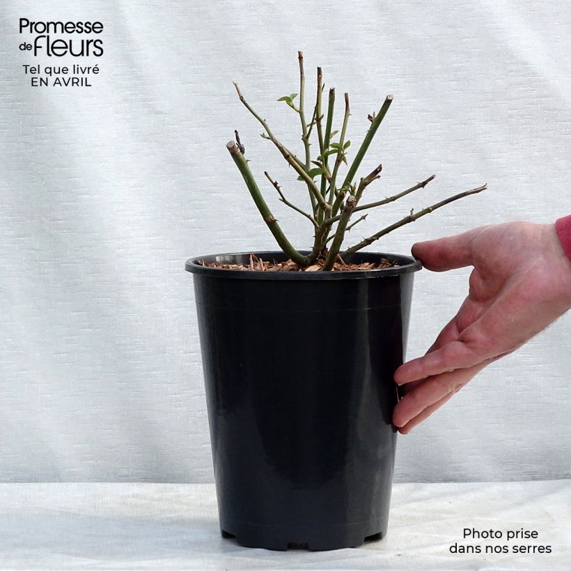 Rosa Claire Austin 4L/5L pot sample as delivered in spring