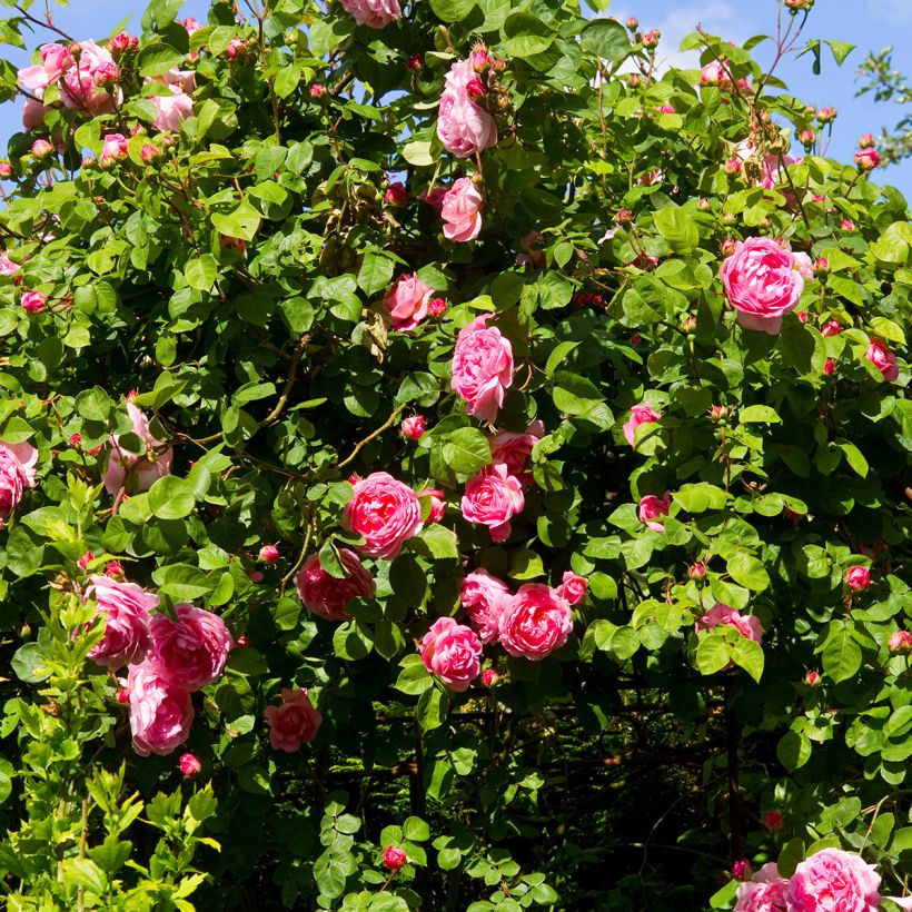Rosa Constance Spry (Plant habit)