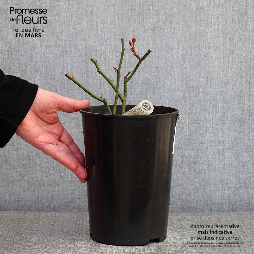 Rosa  Eglantyne - English Shrub Rose 4L/5L pot sample as delivered in winter