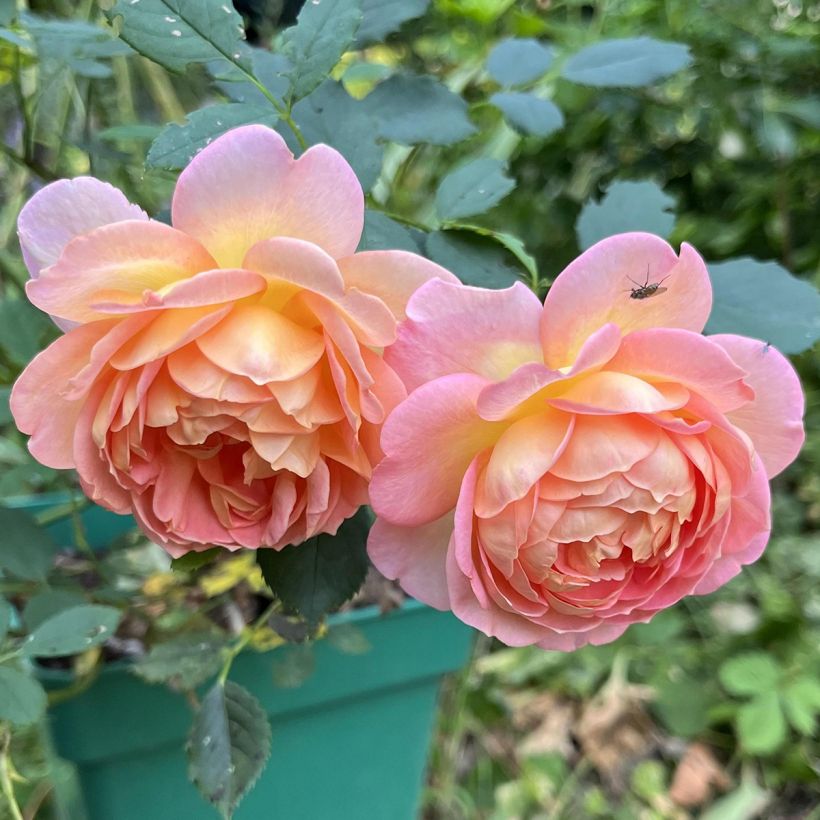 Rosa Lady of Shalott (Flowering)