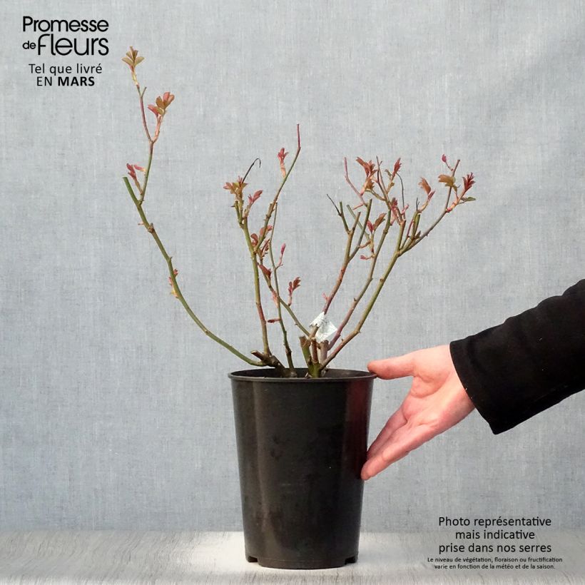 Rosa 'Lichfield Angel' - English Rose 4L/5L pot sample as delivered in spring