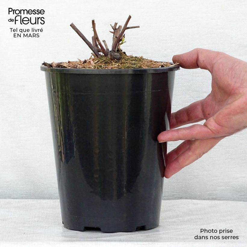 Rosa 'Olivia Rose Austin' - English Rose 4L/5L pot sample as delivered in winter