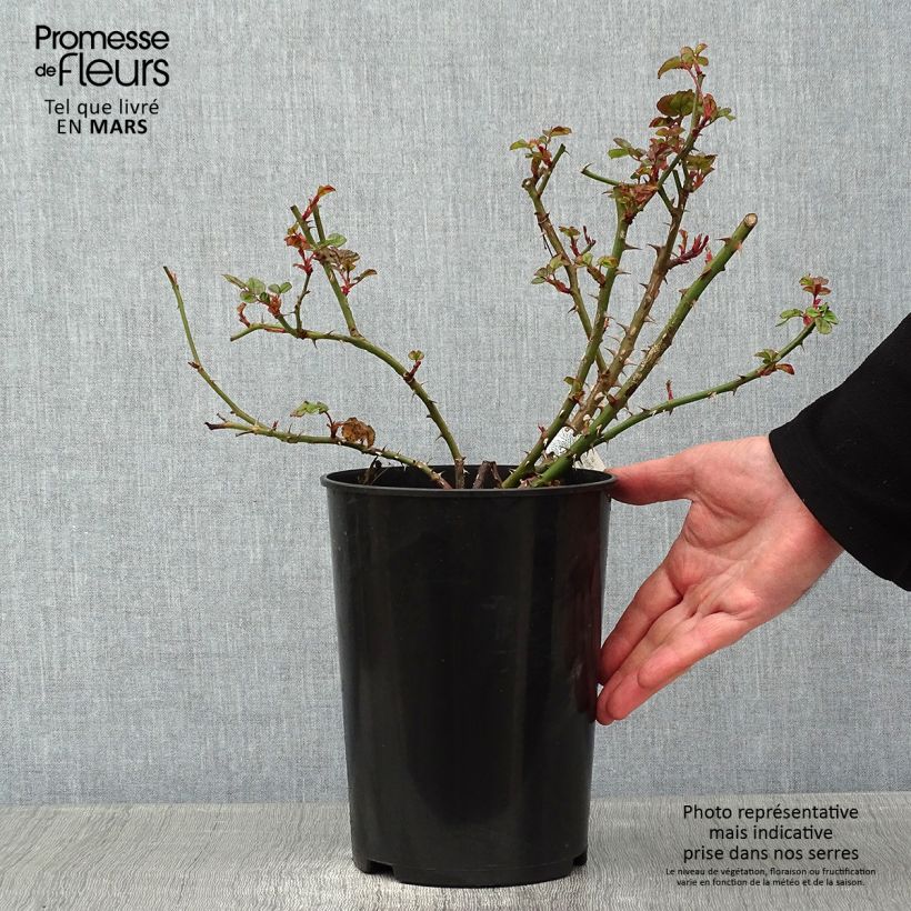 Rosa  Princess Alexandra of Kent - English Shrub Rose 4L/5L pot sample as delivered in winter