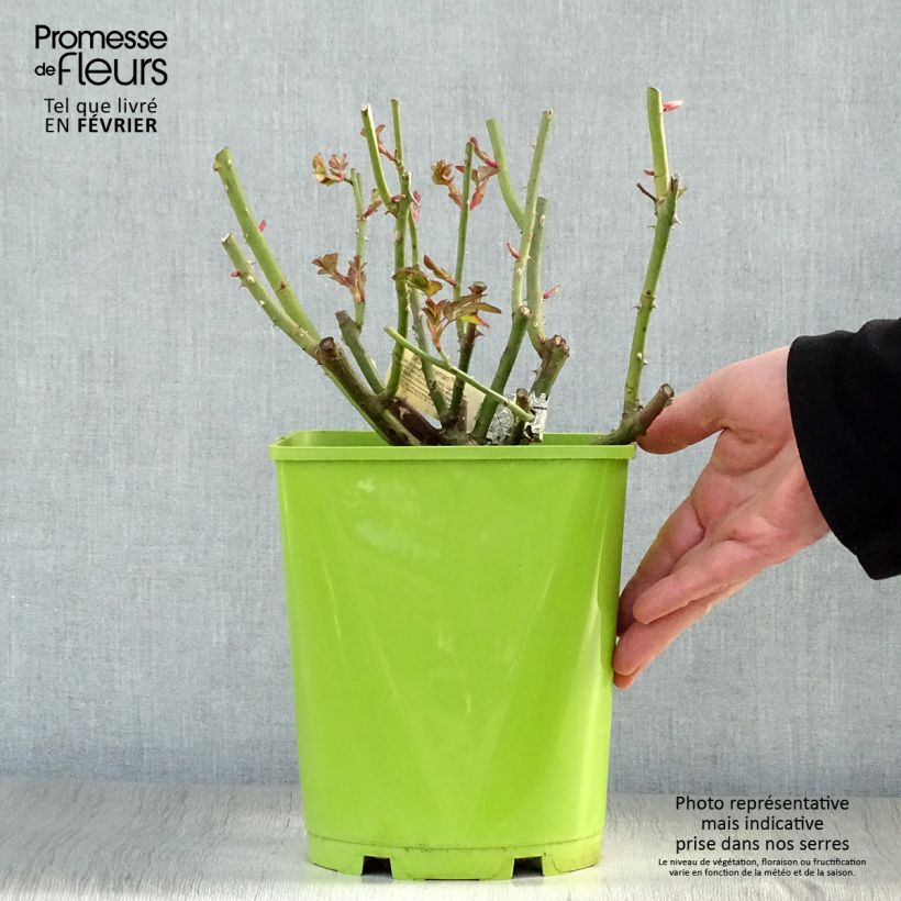 Rosa Sir John Betjeman - English Shrub Rose 4L/5L pot sample as delivered in winter