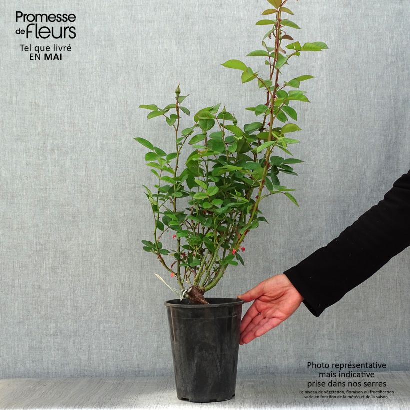 Rosa The Alnwick Rose - Shrub Rose 4L/5L pot sample as delivered in spring