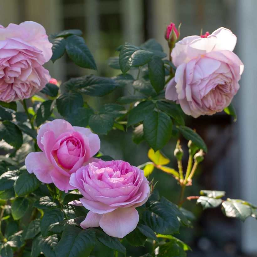 Rosa The Ancient Mariner - English Rose (Flowering)