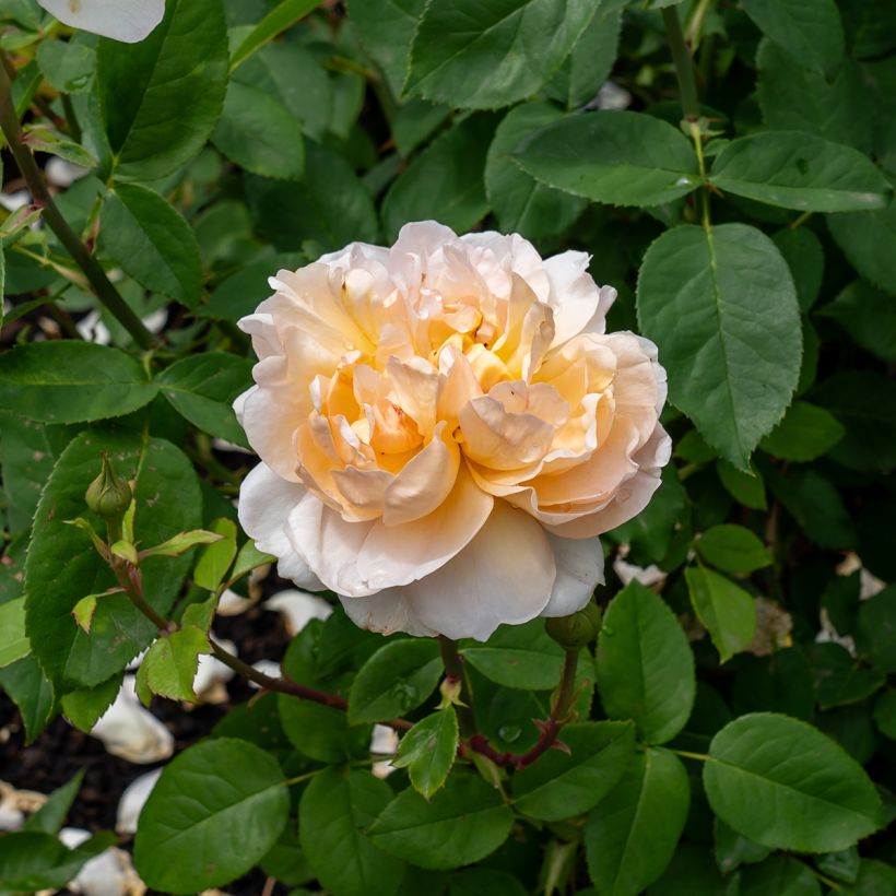 Rosa 'The Lady Gardener' - English Rose (Flowering)