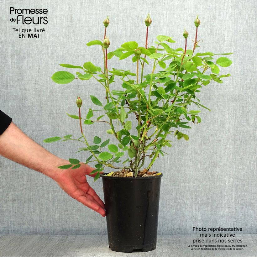 Rosa 'The Lady Gardener' - English Rose 4L/5L pot sample as delivered in spring