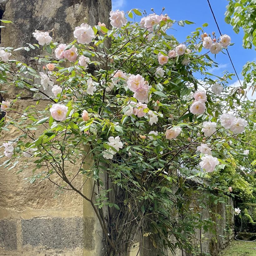 Rosa  The Lady of the Lake - English Rambling Rose (Plant habit)